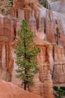 Ponderosa pine and hoodoos Bryce Canyon National Park, Utah. Art Print